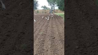 bherunath krashi farm daulatpura kailash bhai 2 [upl. by Enoek]