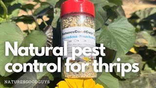 GOODBYE THRIPS Easy pesticidefree method for thrip control [upl. by Nnayar]