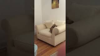 Dachshund Puppy Barking [upl. by Seravaj]