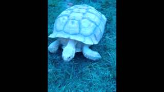 Sulcata Tortoise Homer running at WARP SPEED [upl. by Warfore]