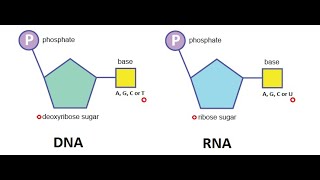 Why RNA Structure is Less stable than DNA [upl. by Uy]