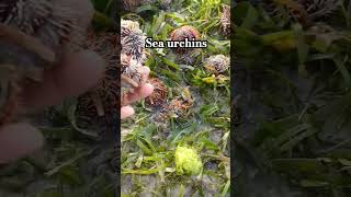 Sea urchins food findfoodfreedom fishing urchin [upl. by Elleuqar]