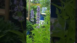 Agastache blue Fortune [upl. by Mathews610]