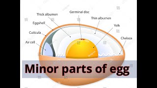 Structure of Egg  Part II [upl. by Ruomyes838]