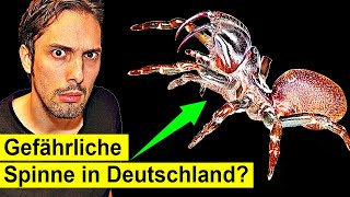 Hochgiftige Spinne Plötzlich in Deutschland an Häusern [upl. by Atiuqa]