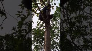 Gola 132kv line ke niche tree cutting [upl. by Aniale]