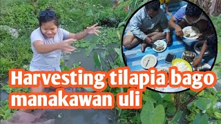 Harvest na namn tayo tilapia bago manakawan uli [upl. by Adyam]