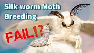 Breeding silkworm moths FAIL  Bombyx Mori [upl. by Demmer]