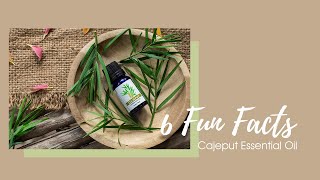 6 Fun Facts about Cajeput Essential Oil [upl. by Ellenet]