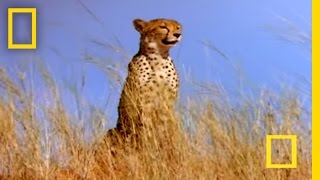 Cheetah vs Gemsbok  National Geographic [upl. by Aicilec]