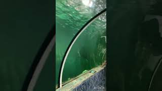 Under Water Tunnel  Marine World Chavakkad Thrissur  Kerala [upl. by Krein]