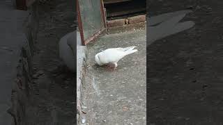 High flying tumbler pigeons kabootar pigeon birds pets chirimiri  pigeon [upl. by Ahsieken]