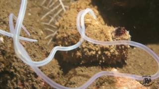 Sea Cucumber Ejecting Cuvierian Tubules [upl. by Salkin125]