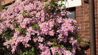 Clematis Montana Mayleen at its stunning best [upl. by Barabbas913]