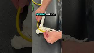 Plantar Fasciitis Posterior Tibial Nerve Sticking plantarfasciitis [upl. by Ayamahs]