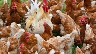 Bird flu strain detected at Hawkesbury egg farm [upl. by Eatnwahs62]