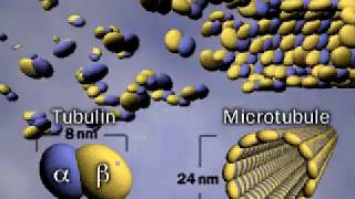 Microtubule  Tubulin  Cytoskeleton [upl. by Rayham928]