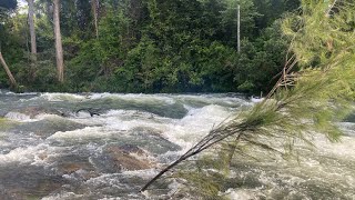 Kayaking The Bellinger River At 244m  Thora Roara Rapid Was Epic [upl. by Ynaffat]