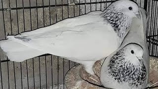 New Pair laay kar Ay hum raat ko Motiya Wala kabutar Shock karay pigeon viral love [upl. by Anuahsat]