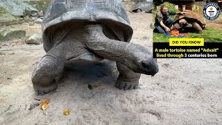 World Giant tortoise  oldest turtle in the world [upl. by Victorine]