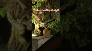 Wild cat hunting at night shorts cat [upl. by Auop973]