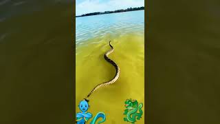 The Snake travel over river shorts snake river travel [upl. by Trebron528]