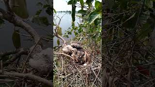 Black winged kite Birds nest in 3 nests birds babybird6 [upl. by Alithia]