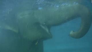 Elephant swimming  Elefanten baden im Zoo Leipzig [upl. by Ban]