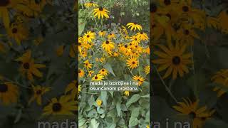 Rudbekija Rudbeckia [upl. by Aleacin]