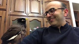 Myna bird speaks persian and beatboxes [upl. by Norrab]