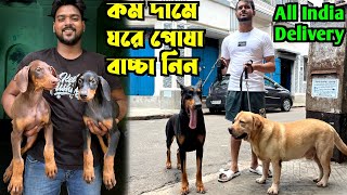 Home Breed Doberman Puppies Sell Low Price Dog Market in Kolkata Kolkata Dog Market [upl. by Einnaffit]