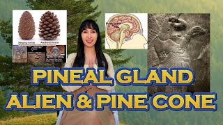 KELENJAR PINEAL ALIEN DAN SIMBOL PINE CONE [upl. by Branham883]