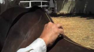 Australian Horse Saddles Correct Saddle Measurements Aussie Colin Dangard Explains [upl. by Roth]