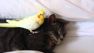 Bird protecting cat [upl. by Travax612]