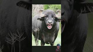 tange tange cartoon​ comedy​ COW​ shorts​ tange tange [upl. by Anstus]