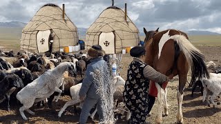 HORSE MILKING amp SHEEP SHEARING  Natural Nomadic life [upl. by Venator306]