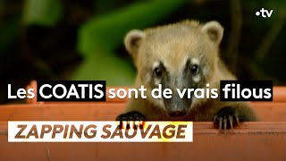 Les coatis sont de vrais filous  ZAPPING SAUVAGE [upl. by Johnathan]