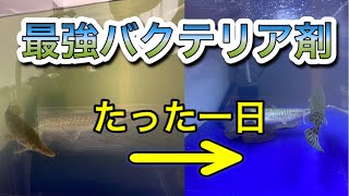 【効果抜群】白濁水槽に悩んでいたので最強バクテリア剤を使ってみたらピカピカになった [upl. by Sinnej343]