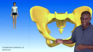 Articulations du bassinLa symphyse pubienne [upl. by Lowis]