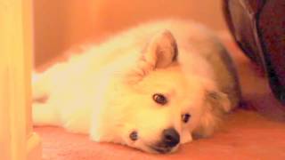 Great Pyrenees dog sleeping [upl. by Brianna154]