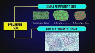 What are Permanent Tissues  Simple Tissue  Parenchyma Collenchyma amp Sclerenchyma [upl. by Calida835]