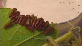 Swallowtail Butterfly Life Cycle  Pipevine Swallowtail V00608 [upl. by Hollyanne]