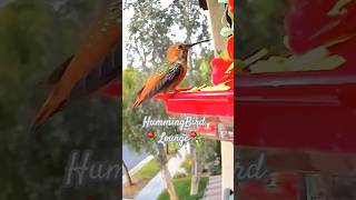 Allens Hummingbird Feeder⚘️ at HummingBird Lounge ⚘️ [upl. by Ainola]