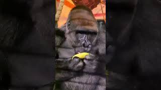 gorila comiendo banana fypシ゚viral shortvideos fy fypyoutube instagood gorillatag [upl. by Chemush110]