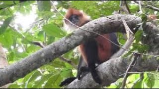 Lutung Merah Presbytis rubicunda [upl. by Niram]