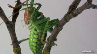 Neobarrettia spinosa Giant Texas Katydid adult male [upl. by Amer307]