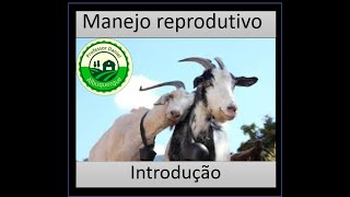 Aula 19 introdução ao manejo reprodutivo de caprinos e ovinos [upl. by Rebmyt]