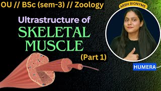 ultrastructure of skeletal muscle part 1  Osmania University  BSc Zoology  sem 3  Humera [upl. by Ailahtan]