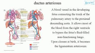 ductus arteriosus [upl. by Anilos]