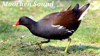 Moorhen Bird Sound  Moorhen Call  Moorhen Sound  Moorhen Bird [upl. by Eniamej]